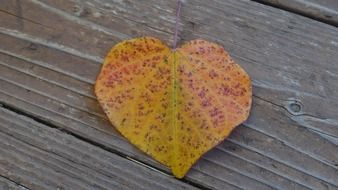 Autumn leaf on a wooden surface