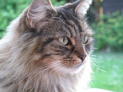 beautiful and delightful tabby cat