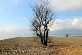 landscape of Lonely leafless tree on the beach