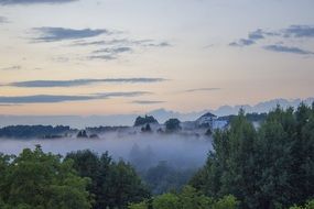 mist over green trees