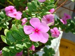 plant with bright pink flowers close up