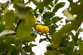 lemons on a branch