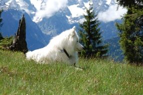 White dog on the grass on the mountain in summer