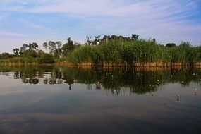 cane thickets mirroring on calm river at summer, poland