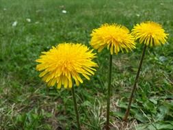 three yellow dandelion