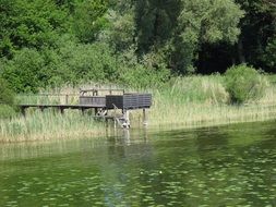 water lake boardwalk landscape