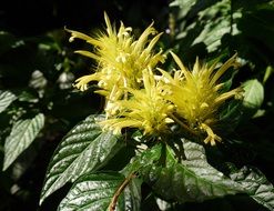 gentle fresh yellow plant
