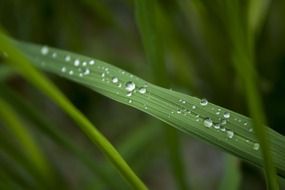 inimitable water drops