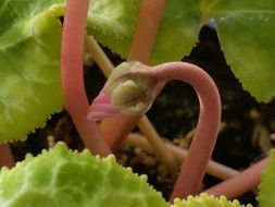 Cyclamen flower blossomes