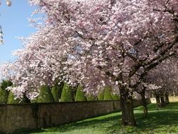 Flowering cherry on the alley along the fence