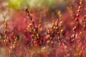 red sundew