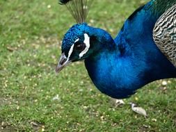 peacock in the meadow close-up