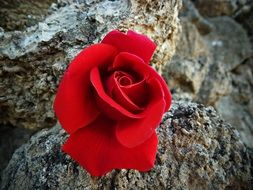splendiferous red rose flower
