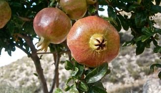 pomegranate fruits on a tree in summer