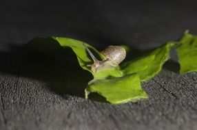 snail on green salad