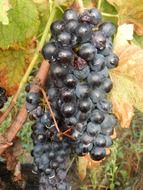 ripe black grapes in drops of water