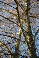 tree with bare branches against the blue sky