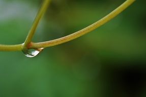 close-up photo of transparent raindrop on a plant