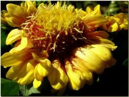 Yellow blossoms in summer time