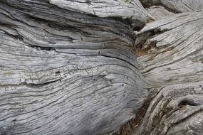 tree species