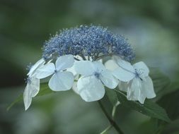 enchanting hydrangea flowers