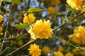 yellow bush flowers on branches