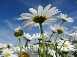 daisy meadow close up