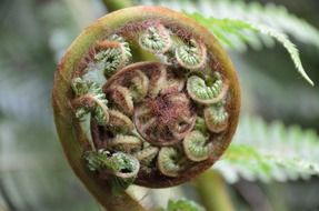 the plant is a fern New Zealand