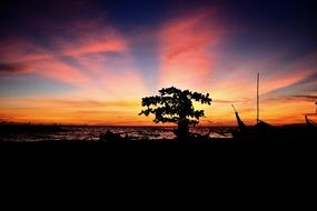 tree silhouette at sunset under pink clouds