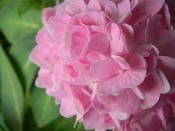 delicate pink hydrangea