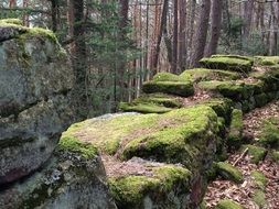 stone wall in the moss in the forest