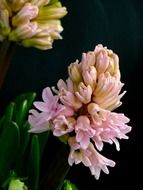 light pink hyacinth