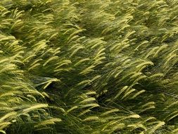 barley grain field ears