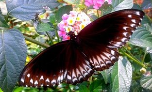 very beautiful butterfly on the flower