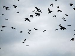 flock of migratory birds against the background of the autumn sky