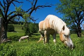 Animals are eating grass on the grazing