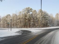 Snow view of the forest