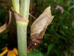 chrysalis of a caterpillar on a plant