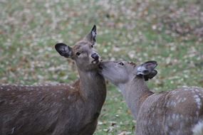 picture of the roe deers in the wildlife