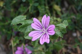 Purple wild flower blossomes
