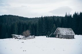 old barn on a snowy field on the background of dense forest