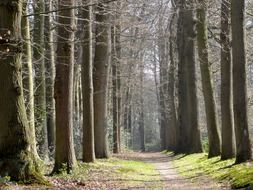 photo of a forest alley in the Netherlands