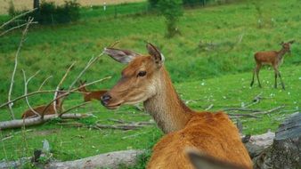 red deer in the meadow