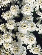 fine white flowers at sunny day