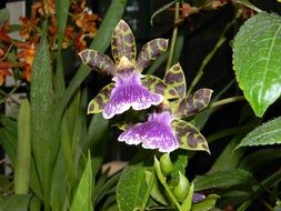 purple orchids in the greenhouse