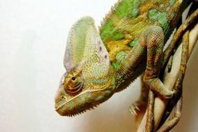 Close-up of the colorful Yemen Chameleon on a blurred background