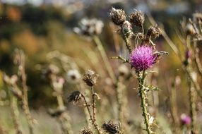 church thistle flower