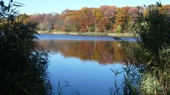 autumn trees with yellow leaves by the pond