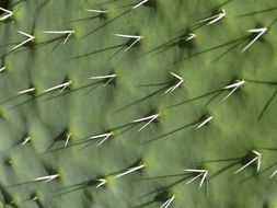 spines on cactus