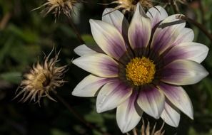 violet white summer flower